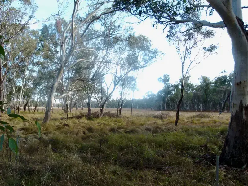 image of wetland