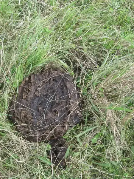 image of manure in grass