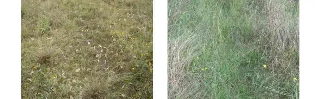 images of sparse pasture with bare ground and lush pasture