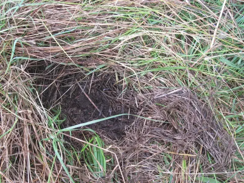 image of soil in paddock